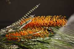 Grevillea pteridifolia